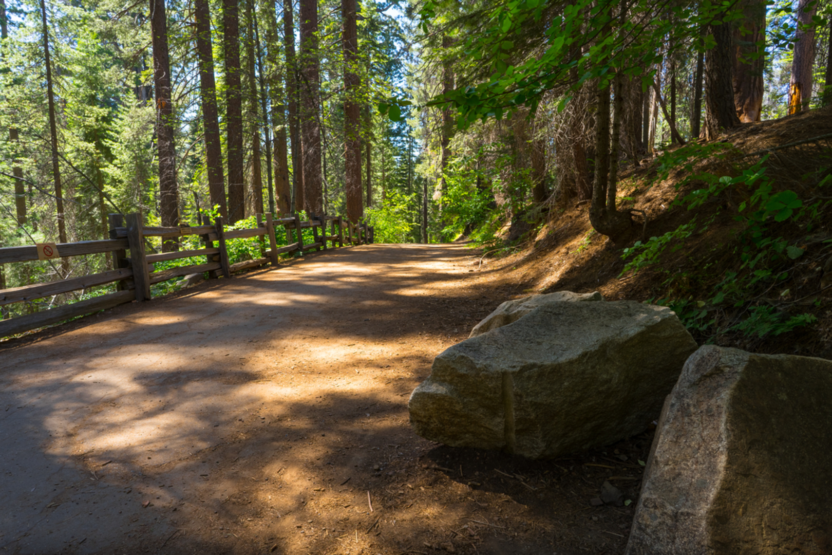 An image depicting the trail Tuolomne Grove Trail and its surrounding area.
