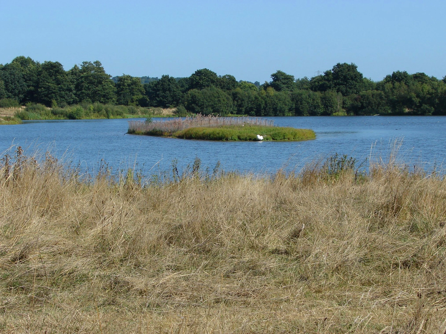 An image depicting the trail Horseshoe Lake Loop and its surrounding area.
