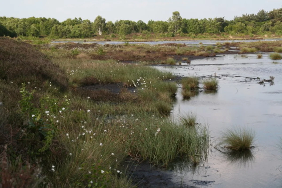 Hatfield Moors Short Loop
