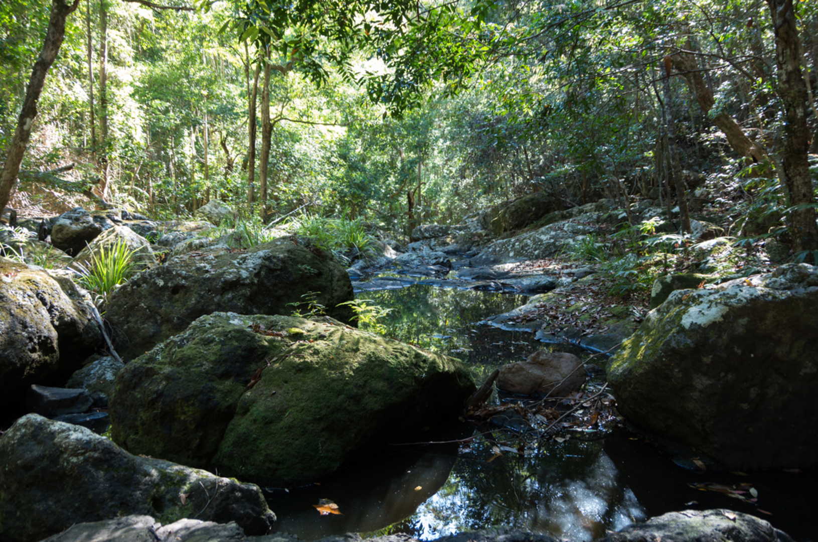 An image depicting the trail Mapleton to Gheerulla Falls and its surrounding area.