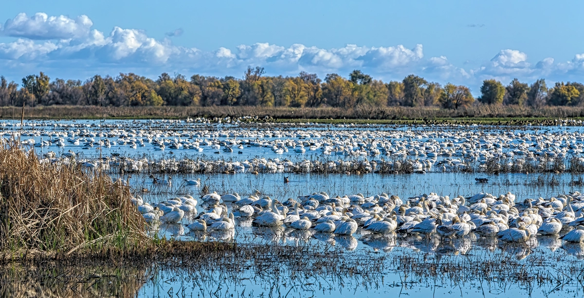 Sacramento River Walk - Levee Park