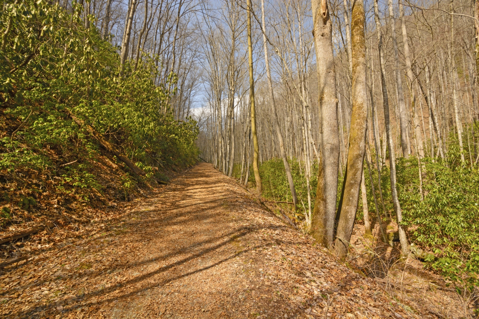 An image depicting the trail Kanati Fork Trail and its surrounding area.
