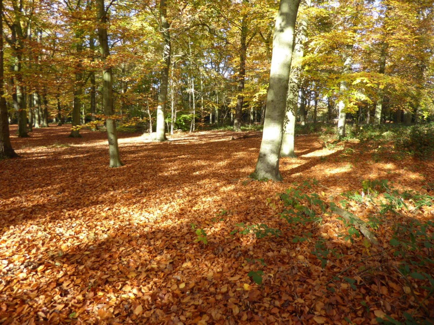 An image depicting the trail Bostall Woods and its surrounding area.