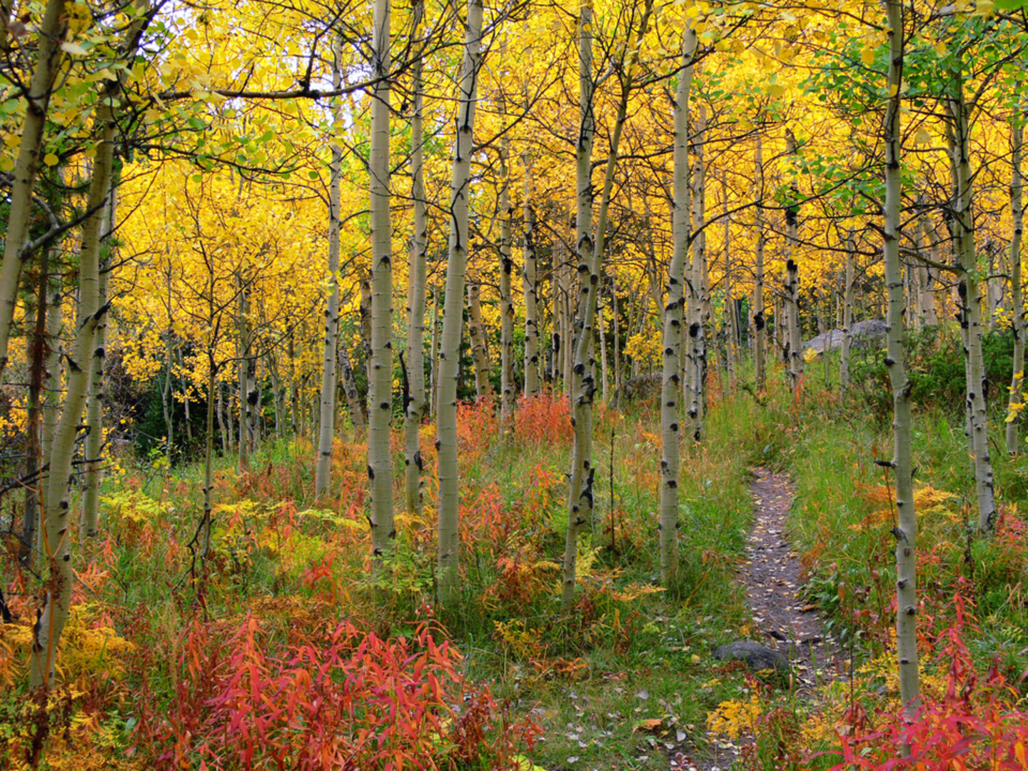 An image depicting the trail St Vrain Glacier Trail and its surrounding area.