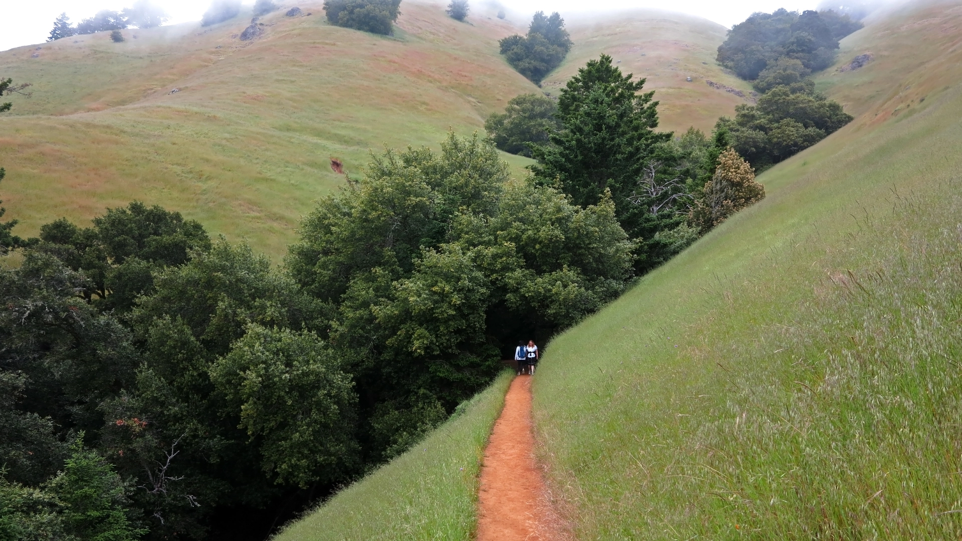 An image depicting the trail Bolinas Ridge Trail and its surrounding area.