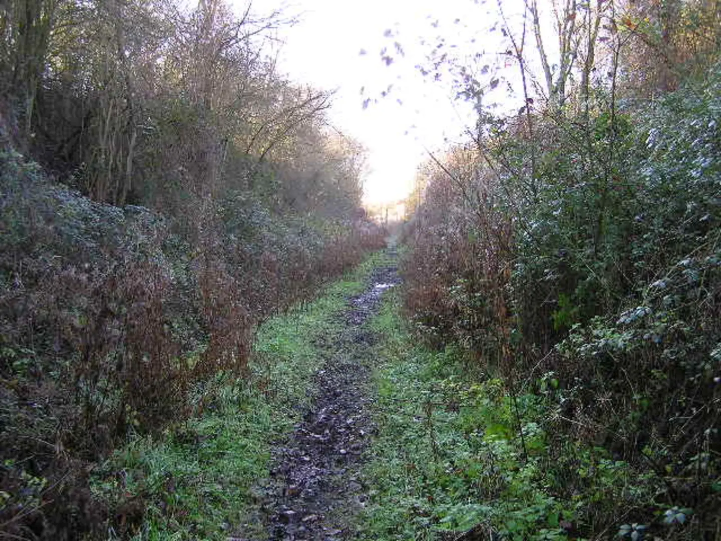An image depicting the trail Lavenham West Loop and its surrounding area.