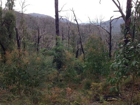 An image depicting the trail Cathedral Range - Cathedral Jawbones Trail and its surrounding area.