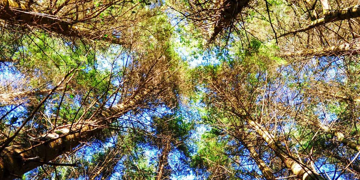 Garryduff Woods Loop