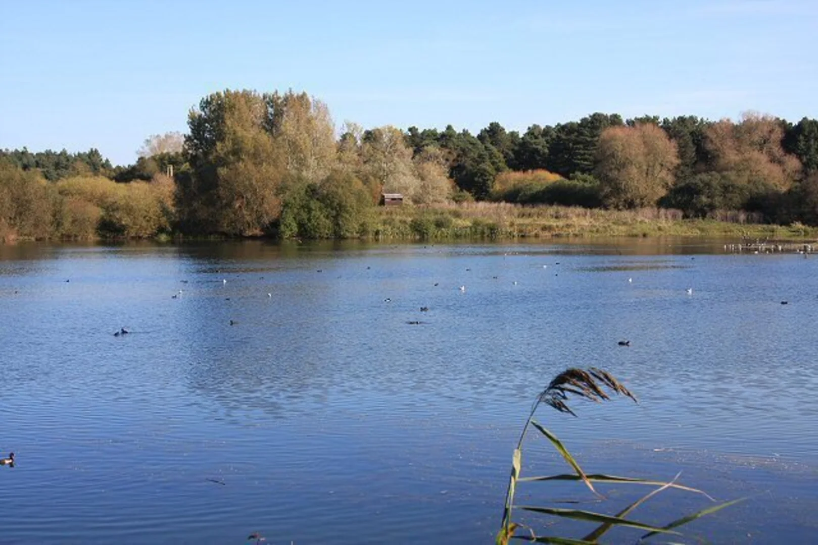 An image depicting the trail West Stow Country Park Loop and its surrounding area.