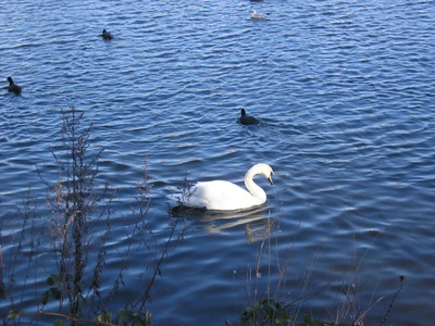 An image depicting the trail Brookvale Park Lake Loop and its surrounding area.