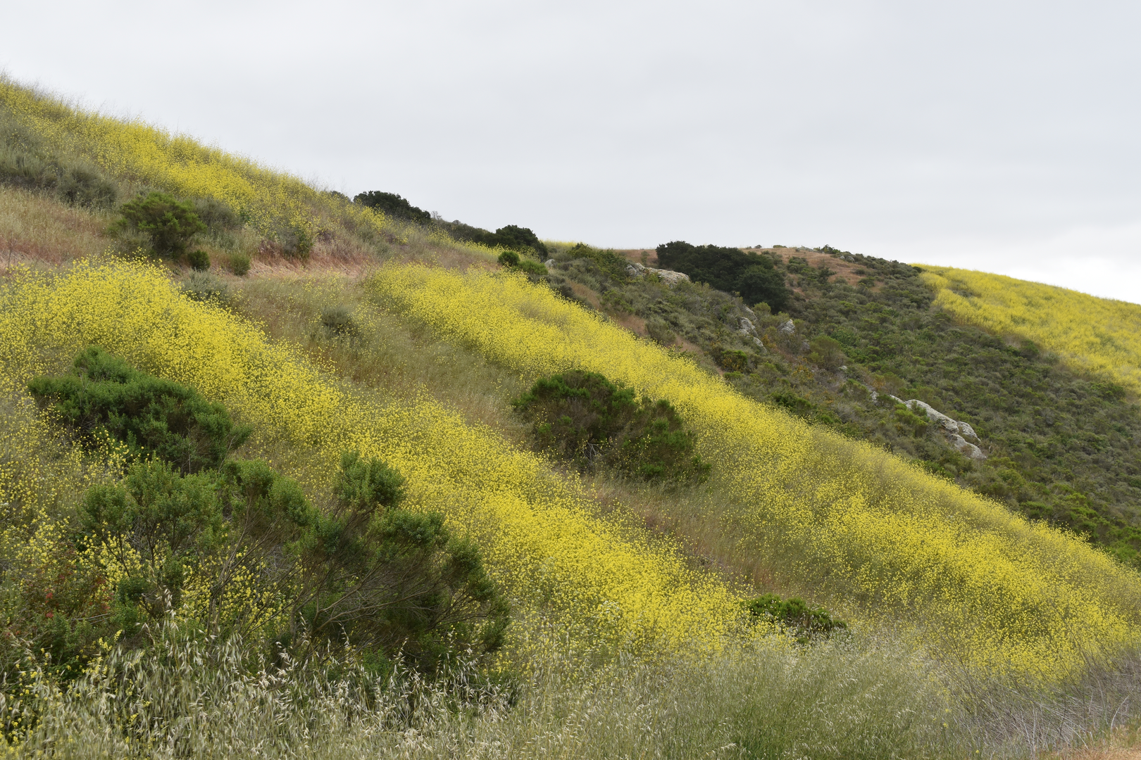 An image depicting the trail Vamonos Canyon and Panhandle Loop Trail and its surrounding area.