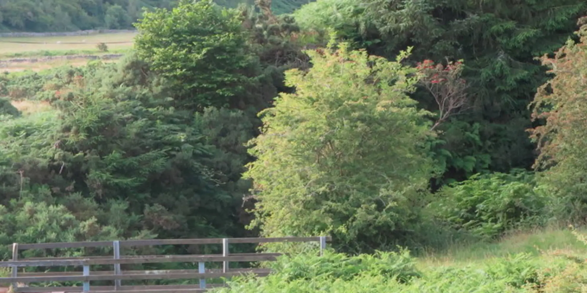 An image depicting the trail Three Forts Foray and its surrounding area.