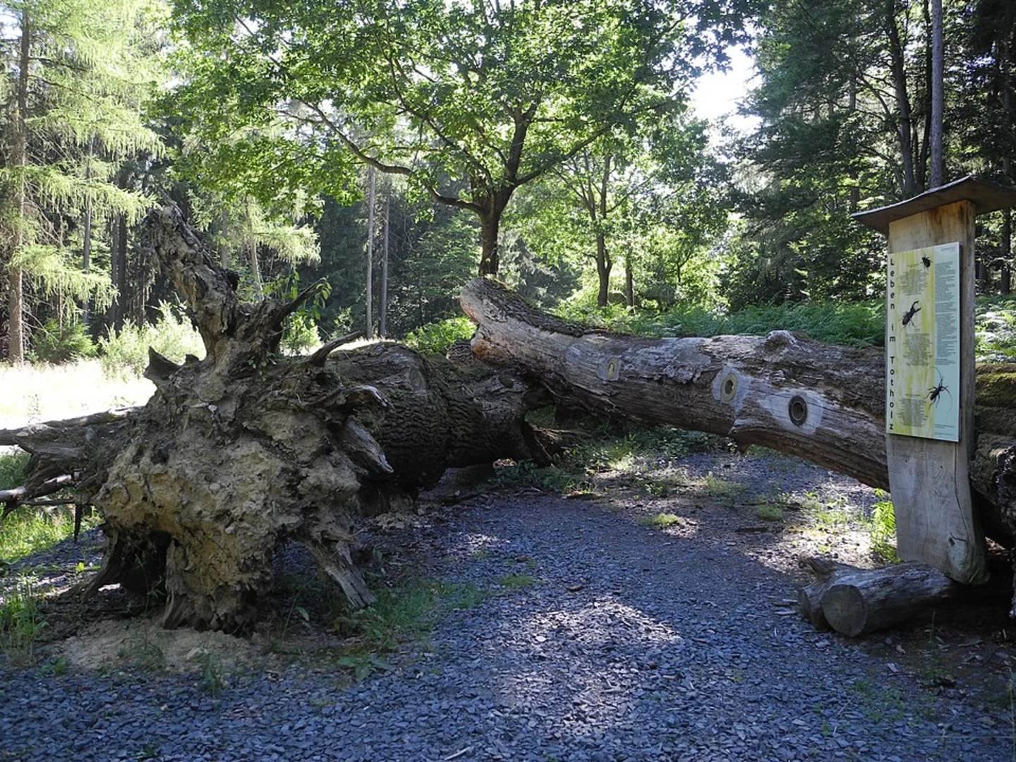 An image depicting the trail Michelskopfsee and Michelskopf Loop via Grimmsteig and its surrounding area.
