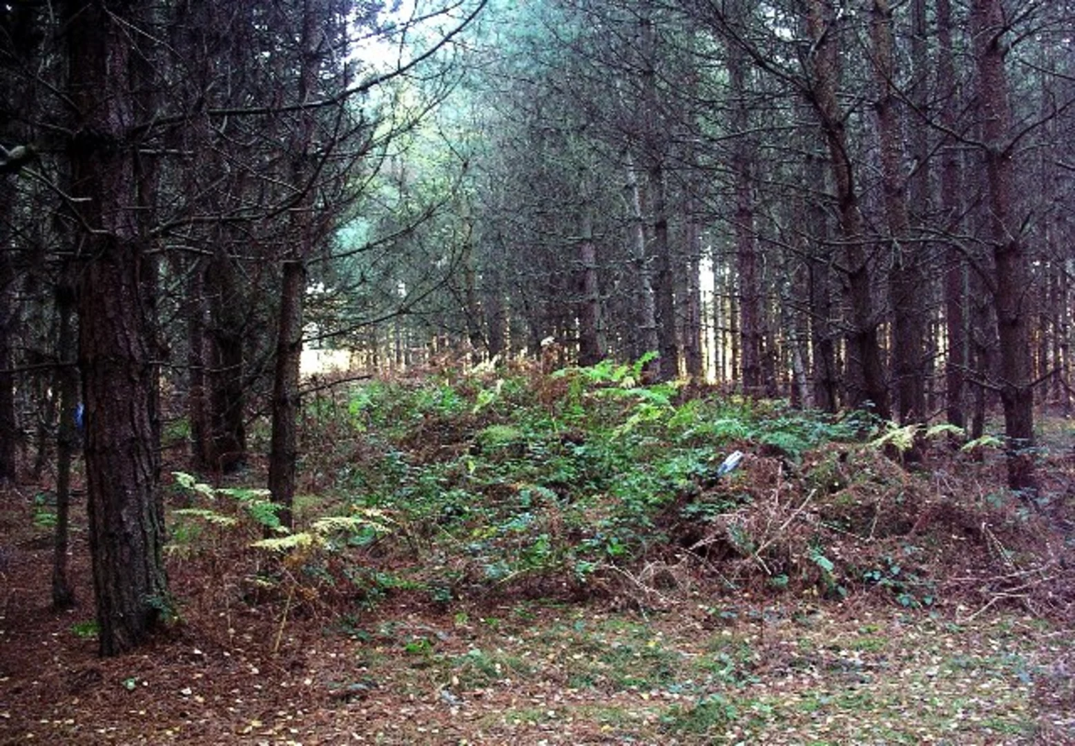 An image depicting the trail Clipstone Forest Loop and its surrounding area.