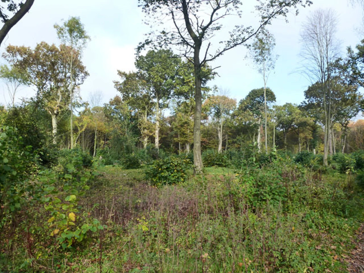 An image depicting the trail Chalkney Wood Loop and its surrounding area.
