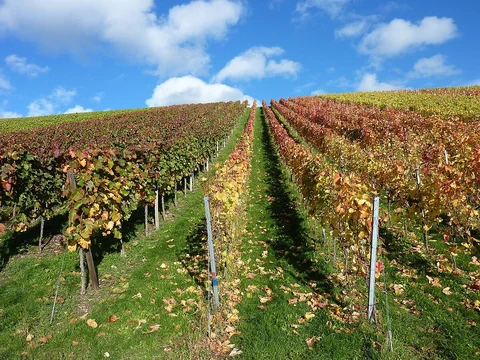 Bauernwald and Galgenberg Loop