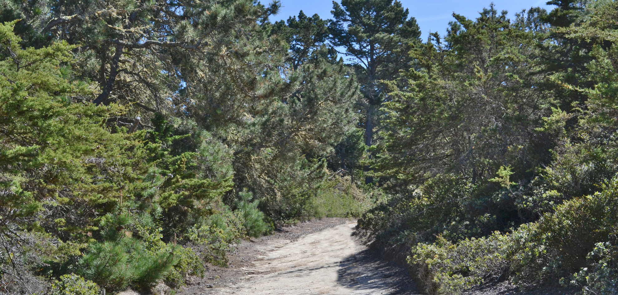 An image depicting the trail S F B Morse Botanical Reserve Loop and its surrounding area.