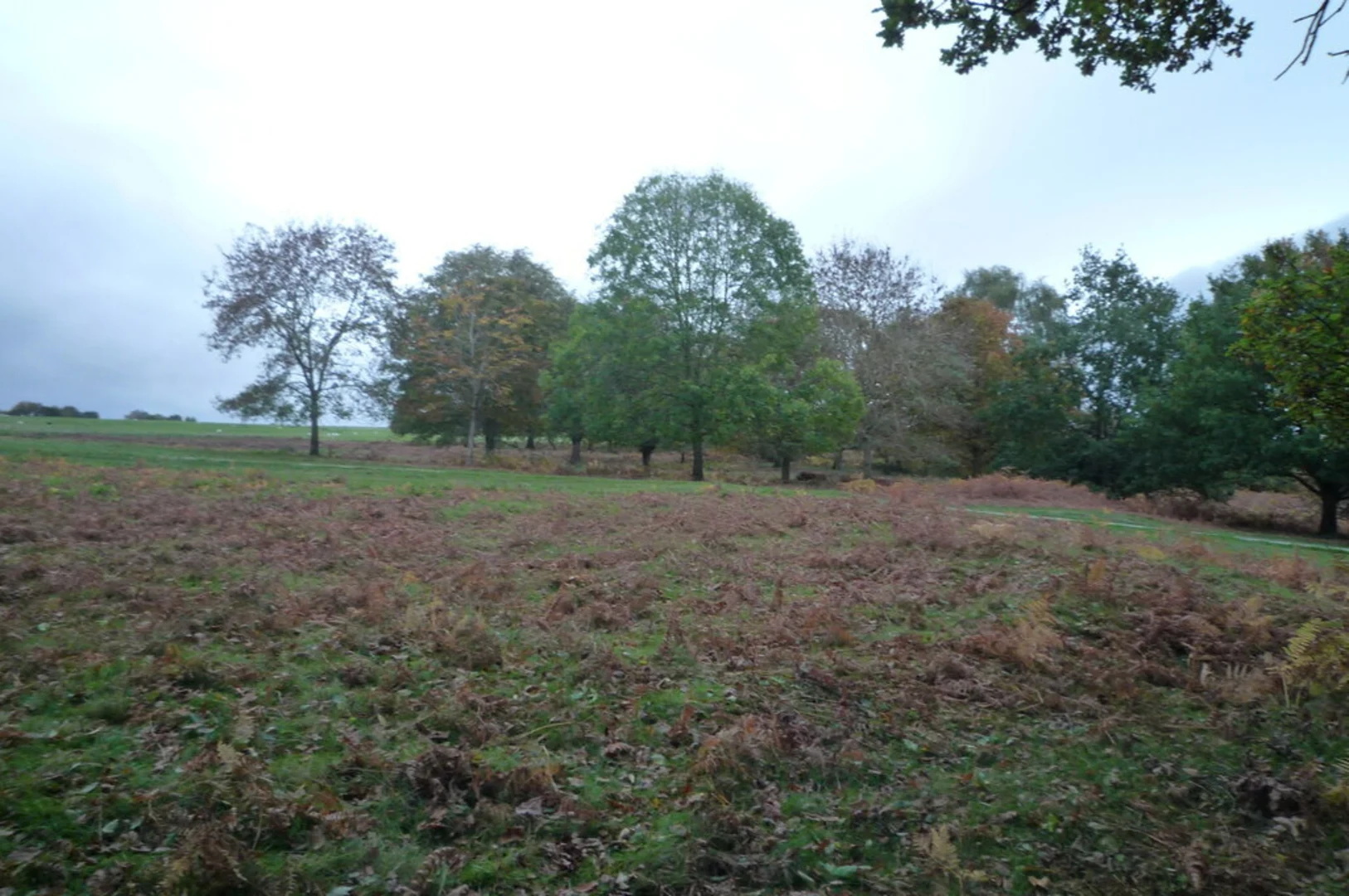 An image depicting the trail Bircher Common Loop and its surrounding area.