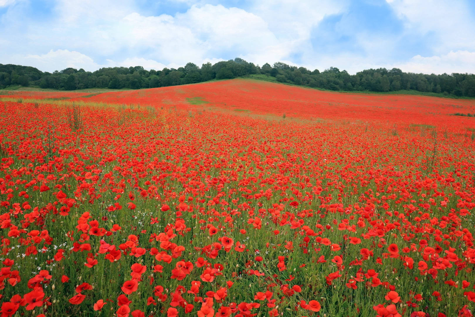 An image depicting the trail Severn Valley and Wyre Forest Loop and its surrounding area.