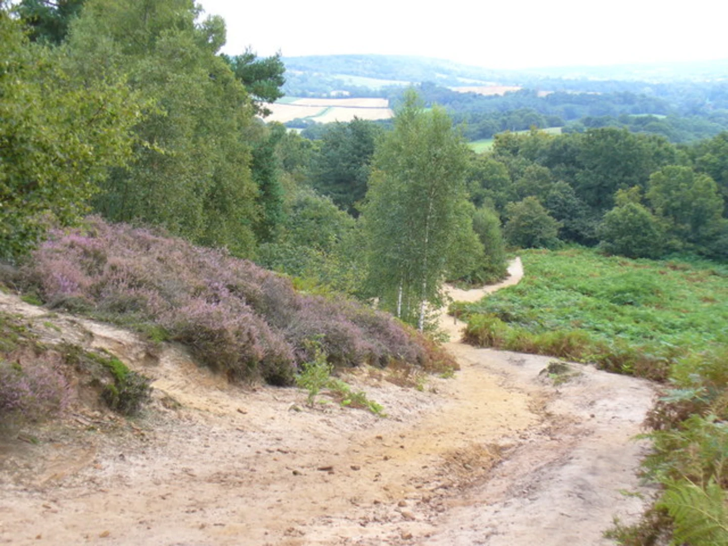 An image depicting the trail Boxwood and St Martha's Hill Loop via Pilgrim's Way and its surrounding area.