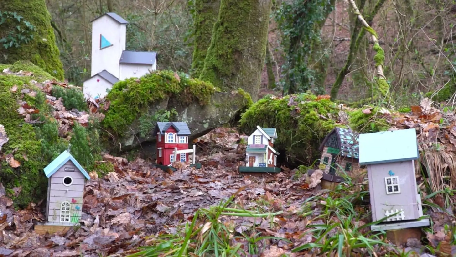 An image depicting the trail Molanna Loop and its surrounding area.