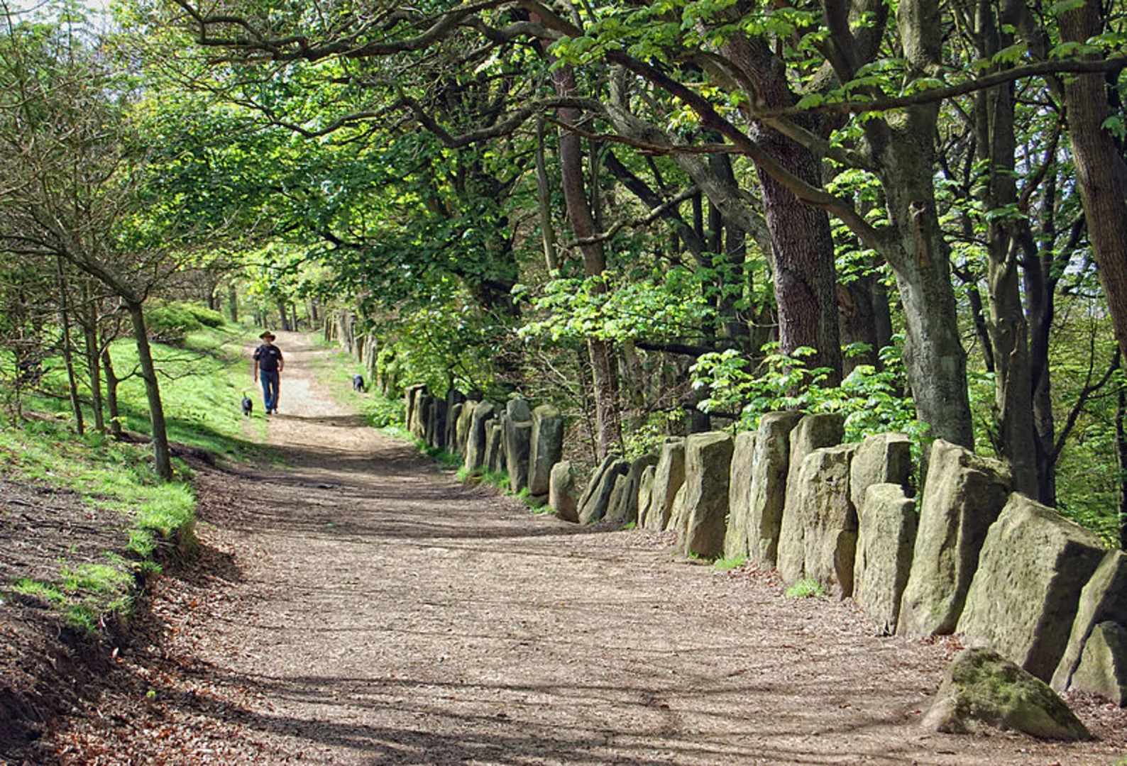 An image depicting the trail Otley Chevin and its surrounding area.