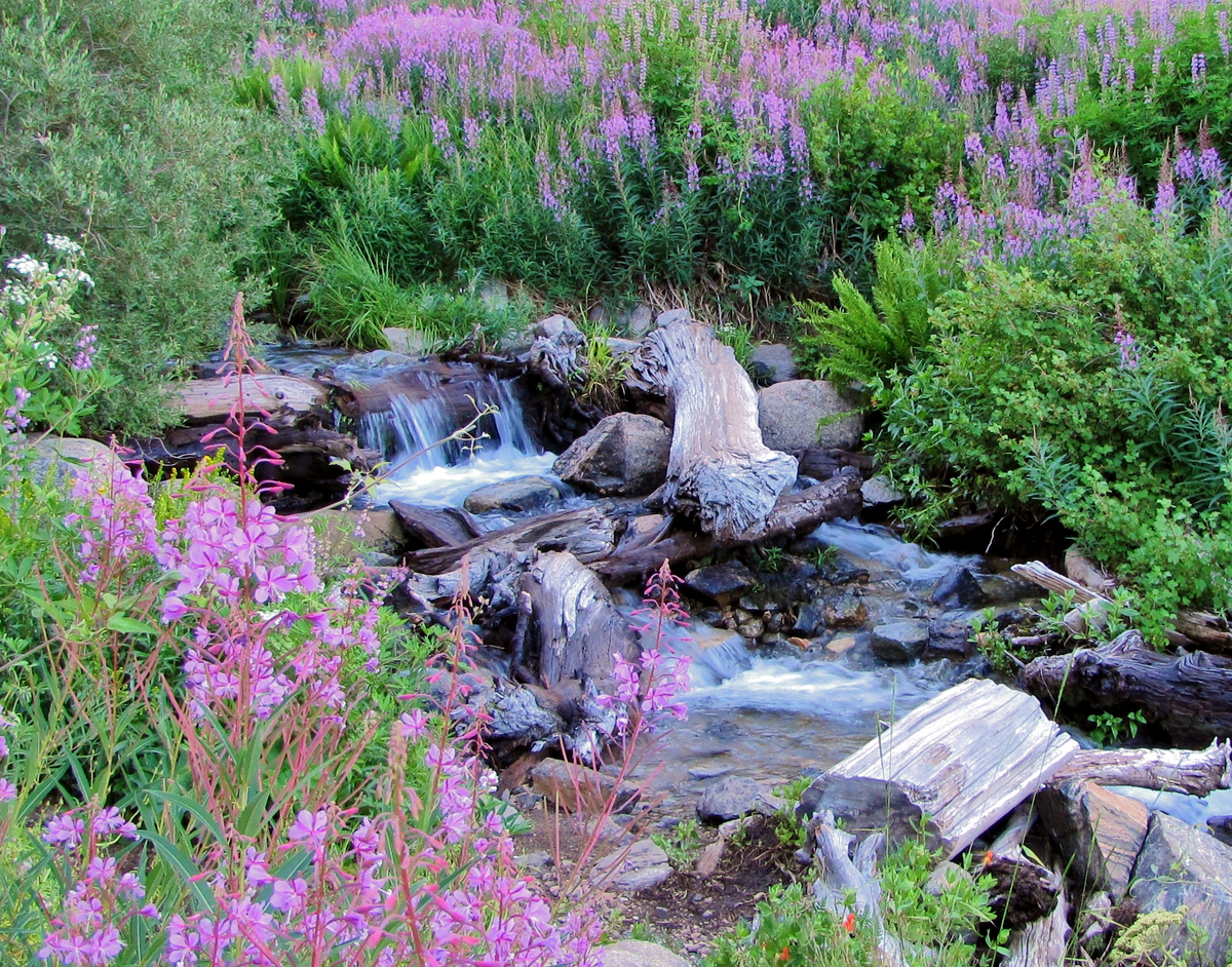 Forsee Basin - John's Meadow Trail