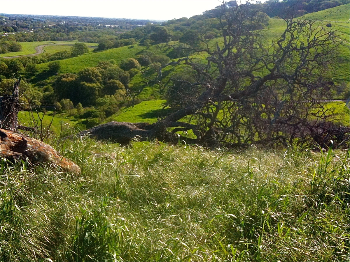 Lagoon Valley - Peña Adobe Dog Park Loop
