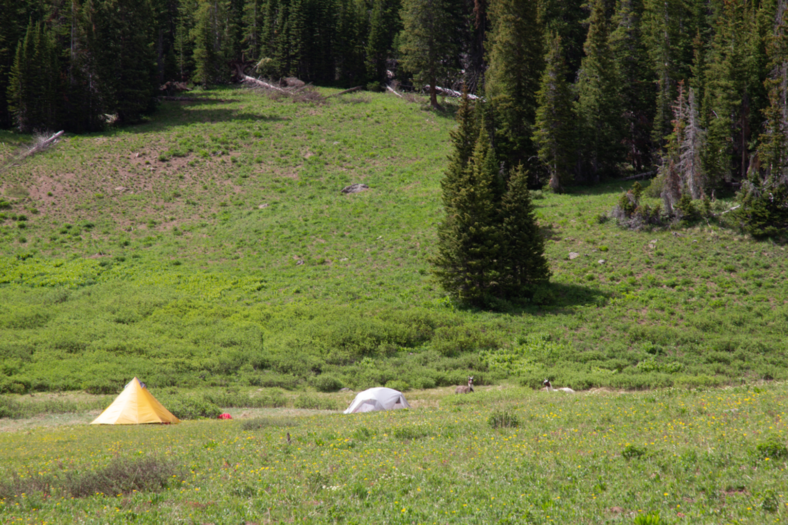 An image depicting the trail Marvine Trail and its surrounding area.