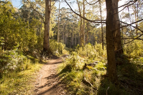 An image depicting the trail Klingsporn Bridle Track and its surrounding area.