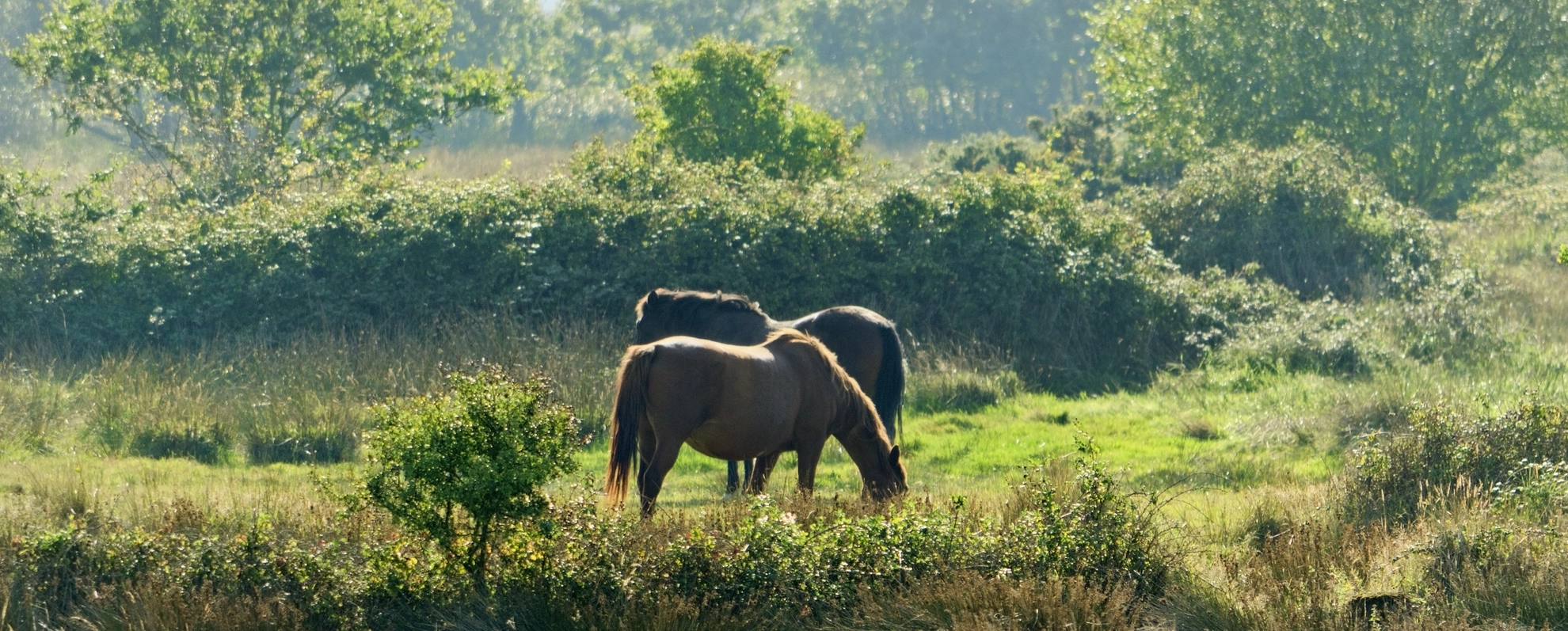 An image depicting the trail Solent Way and its surrounding area.