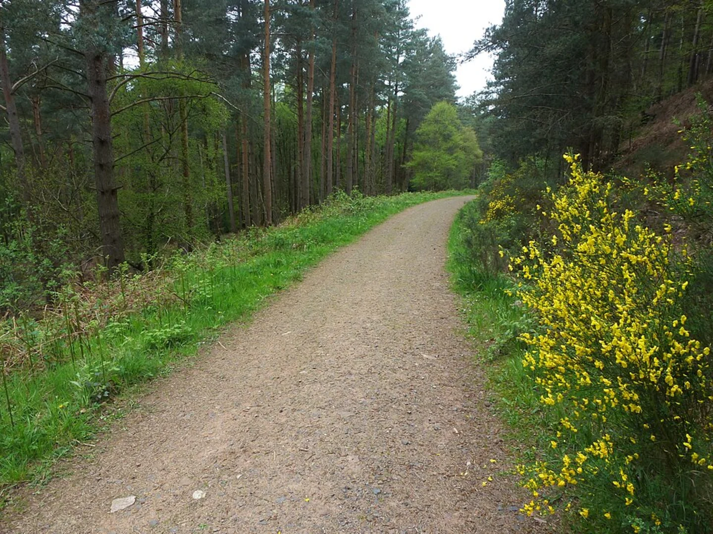 An image depicting the trail Coombs Wood and River Eden Loop and its surrounding area.