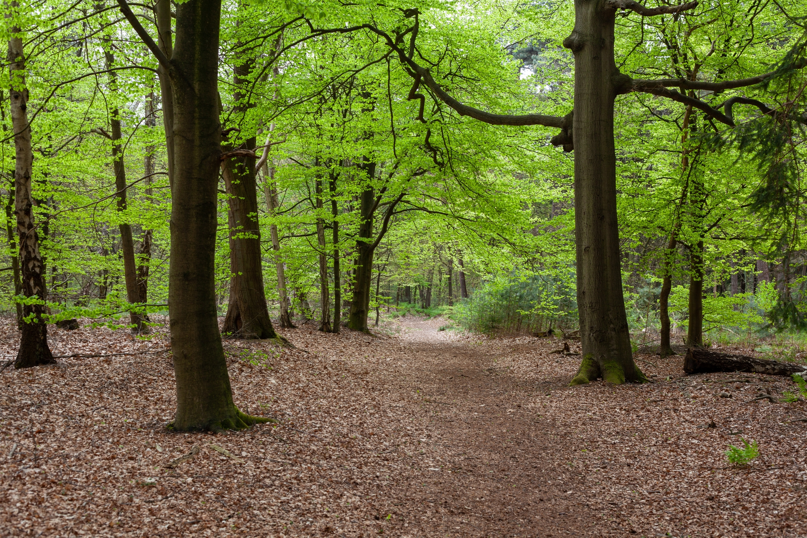 An image depicting the trail De Kozakkenput, Bezoekerscentrum and Zeisterbos Loop and its surrounding area.