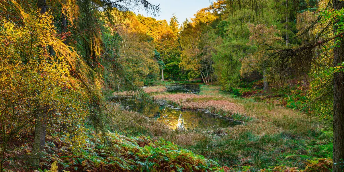 Allen Banks Morralee Tarn Walk
