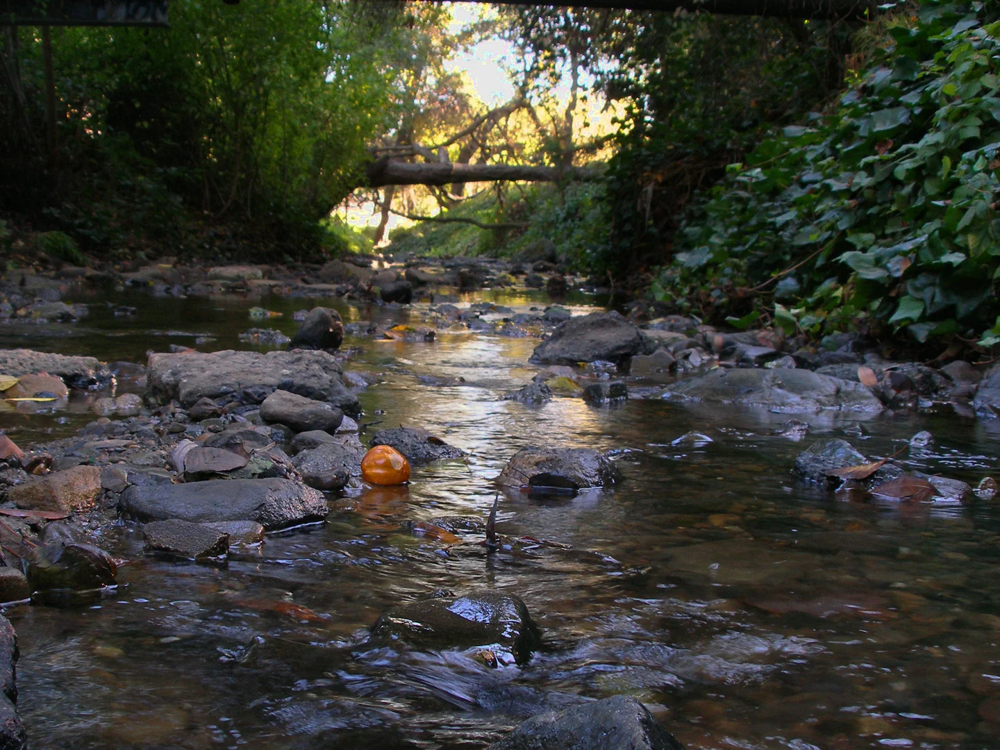 An image depicting the trail Sausal Creek - Old Cañon Loop Trail and its surrounding area.