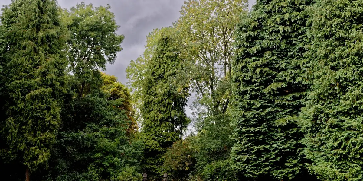 Whipsnade Tree Cathedral Walk