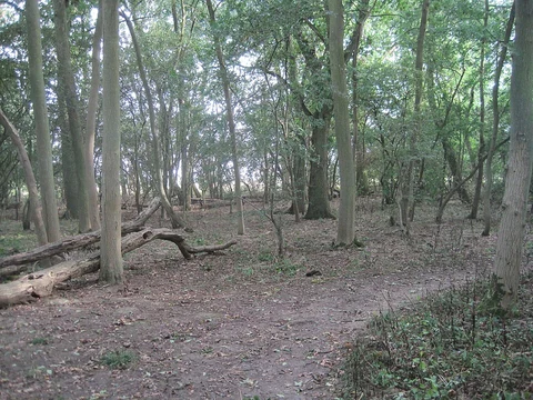 Hardwick Wood Loop