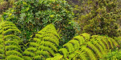 Slip, Pipeline and Beveridge Track Loop