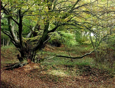 An image depicting the trail Cranham Woods Loop and its surrounding area.