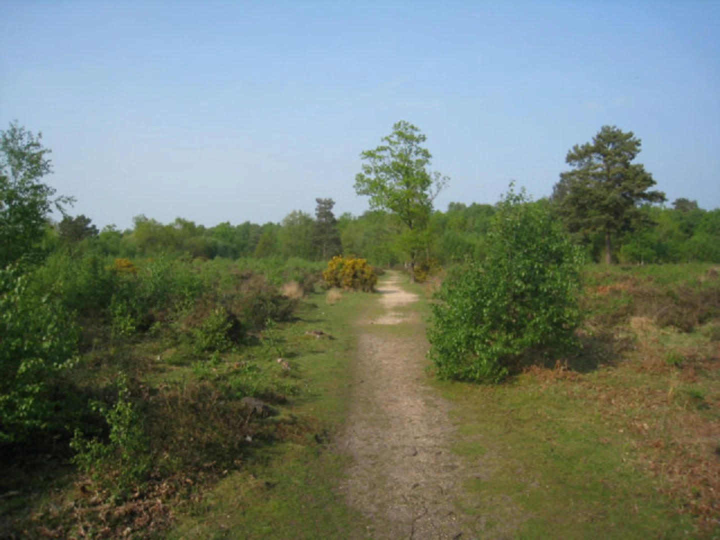 An image depicting the trail Castle Wood and Snelsmore Common Loop and its surrounding area.