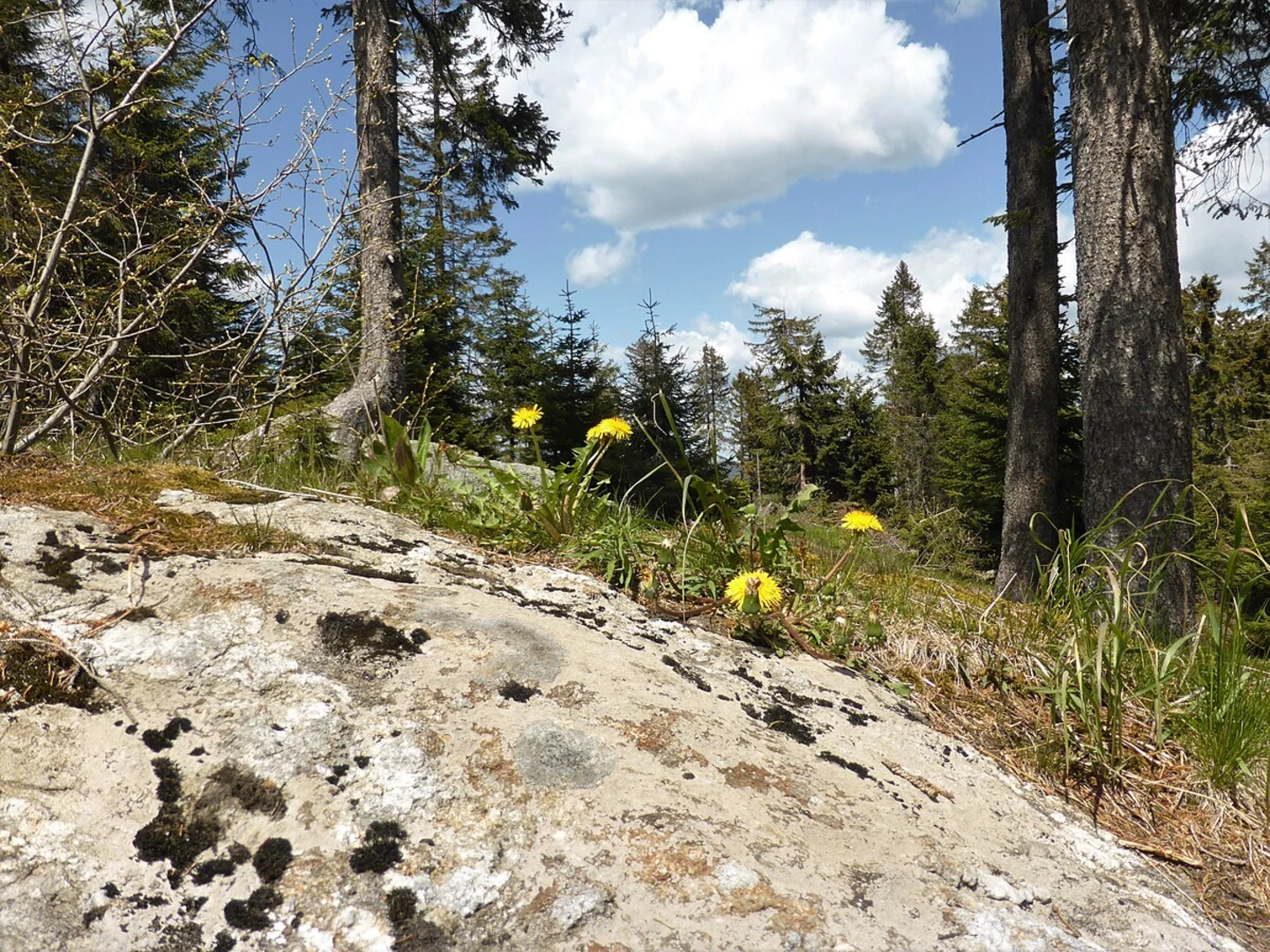 An image depicting the trail Bergwald and its surrounding area.