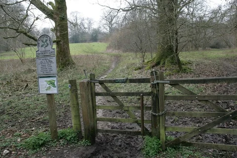Hole Plantation via Wessex Ridgeway