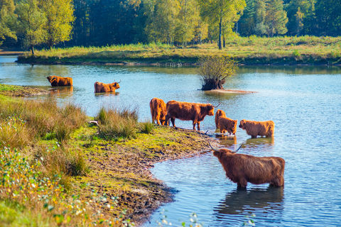 Oude Leemputten, Nieuwe Leemputten and Boswachterij Dorst Loop