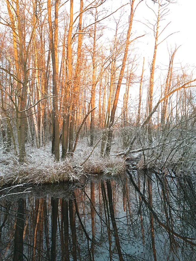 An image depicting the trail Eichwerder Moorwiesen Loop via Wanderweg 3 and its surrounding area.