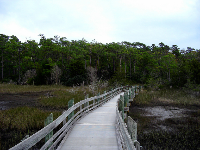Cedar Point Tideland Trail Carteret County North Carolina