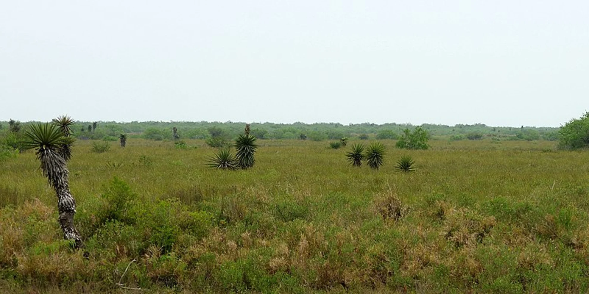An image depicting the trail Laguna Atascosa Loop and its surrounding area.