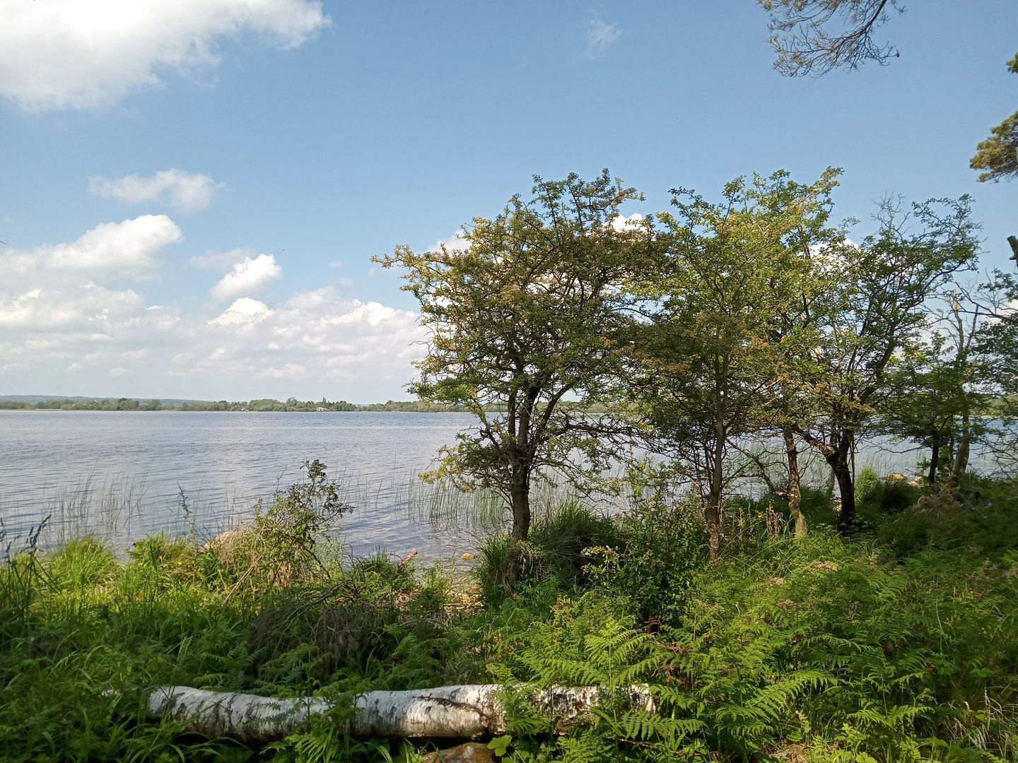 An image depicting the trail Portumna Forest Park - Bonaveen Walking Trail and its surrounding area.