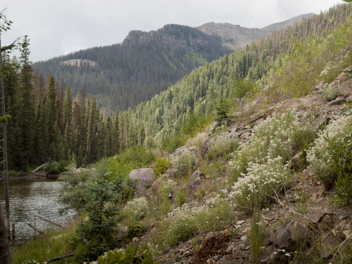 An image depicting the trail Heart Lake via Lost Trail and its surrounding area.
