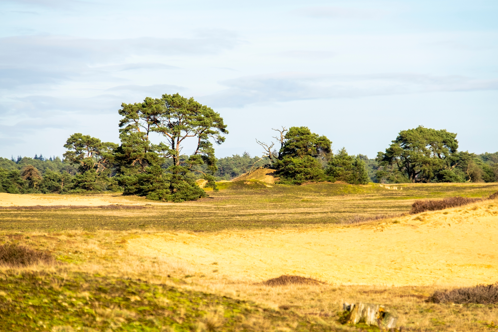 An image depicting the trail Franse Berg, t Rieselo and Otterlose Zand Loop and its surrounding area.
