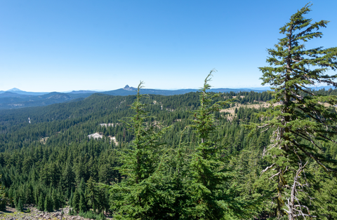 An image depicting the trail 44 Camp via Redwood Creek Trail and its surrounding area.